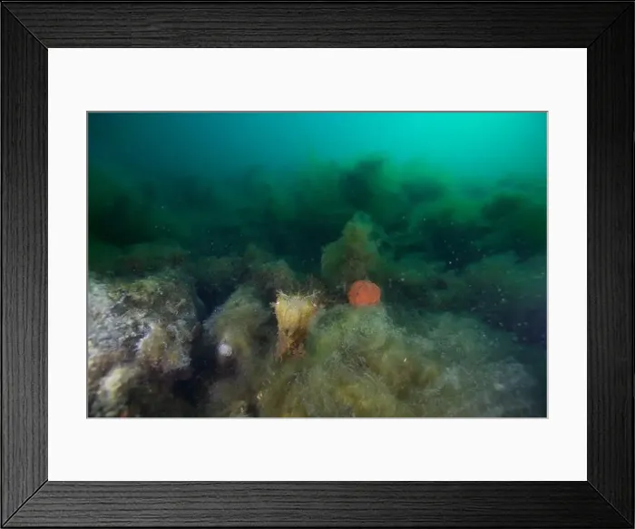 Framed Print : Marine Life of Port Philip bay, Australia Framed Print : Marine Life of Port Philip bay, Australia