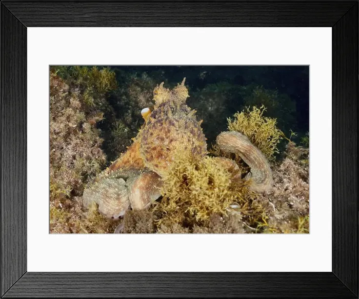 Framed Print : A camouflaged octopus, Common Octopus (Octopus vulgaris) Framed Print : A camouflaged octopus, Common Octopus (Octopus vulgaris)