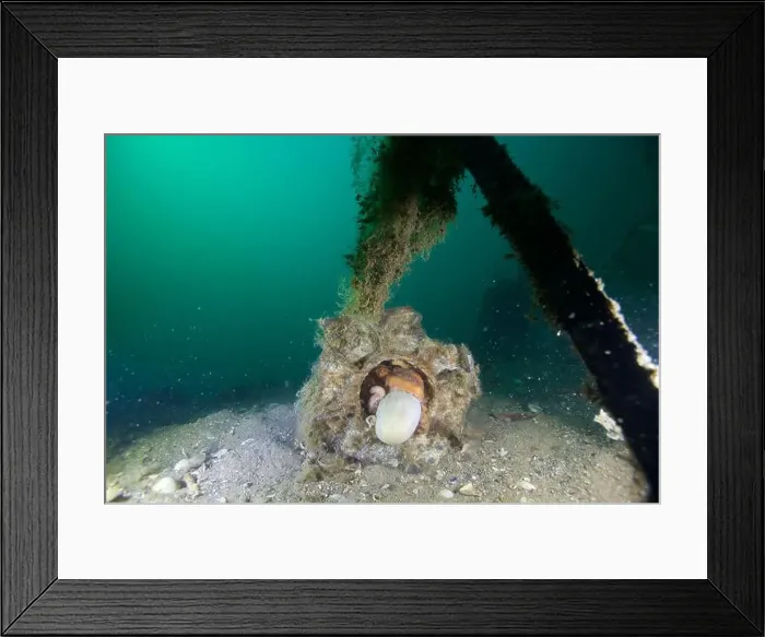 Framed Print : Marine Life of Port Philip bay, Australia Framed Print : Marine Life of Port Philip bay, Australia