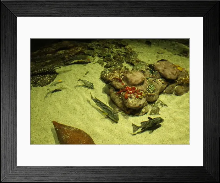 Framed Print : Epinephelus tauvina Reunion close-up view from above. Petting corner aquarium Framed Print : Epinephelus tauvina Reunion close-up view from above. Petting corner aquarium