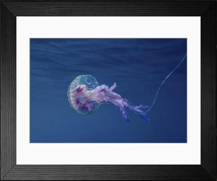 Framed Print : Luminous jellyfish (Pelagia noctiluca) with shimmering purple tentacles under water Framed Print : Luminous jellyfish (Pelagia noctiluca) with shimmering purple tentacles under water