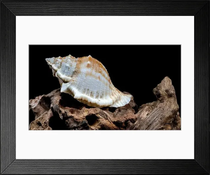 Framed Print : Close-up of a Bursa spinosa seashell displayed on textured driftwood against a black background Framed Print : Close-up of a Bursa spinosa seashell displayed on textured driftwood against a black background