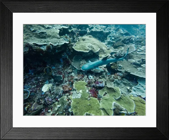 Framed Print : Whitetip Reef Shark Swimming at Komodo National Park in FLores, Indonesia Framed Print : Whitetip Reef Shark Swimming at Komodo National Park in FLores, Indonesia