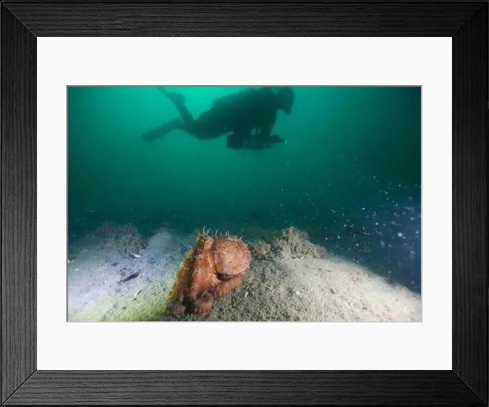 Framed Print : Marine Life of Port Philip bay, Australia Framed Print : Marine Life of Port Philip bay, Australia