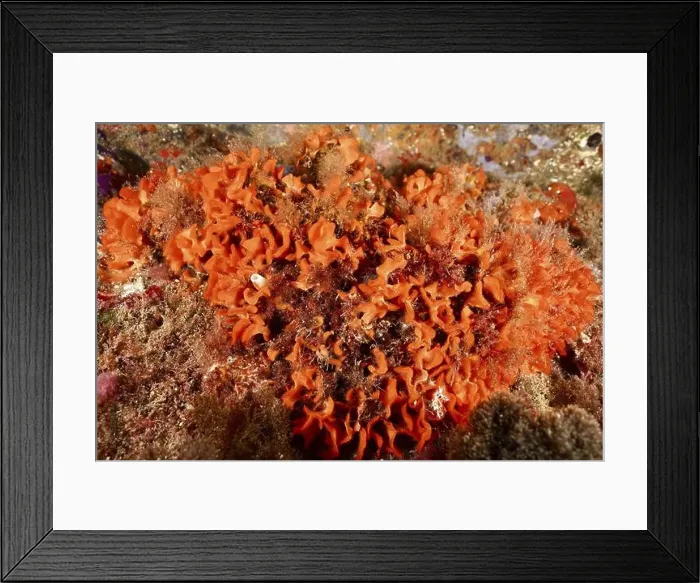 Framed Print : Lush orange sponge (Acanthella acuta) on the seabed