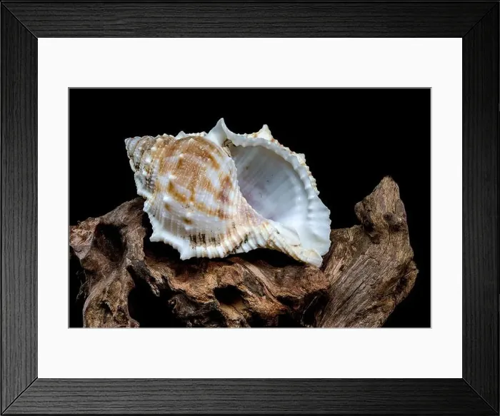 Framed Print : Close-up of a Bursa spinosa seashell displayed on textured driftwood against a black background Framed Print : Close-up of a Bursa spinosa seashell displayed on textured driftwood against a black background