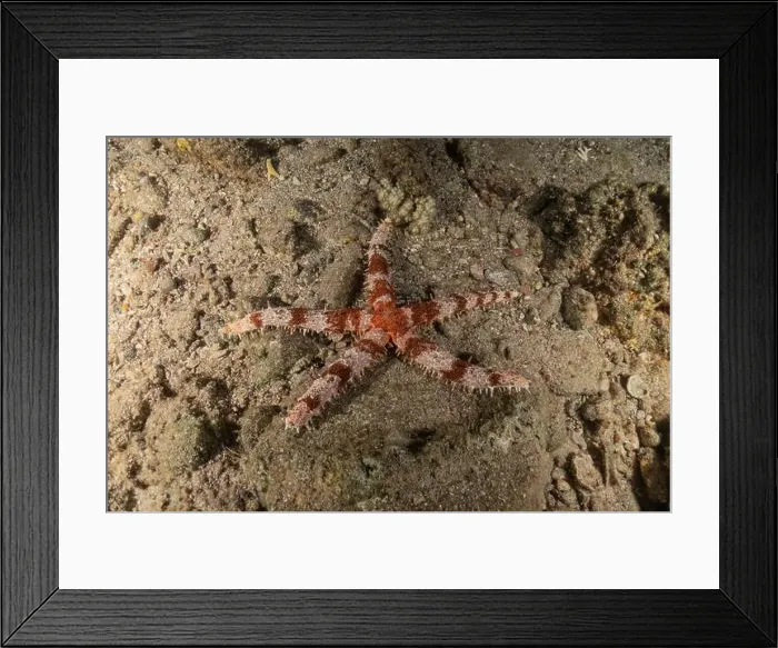 Framed Print : Starfish On the seabed in the Red Sea, Eilat Israel Framed Print : Starfish On the seabed in the Red Sea, Eilat Israel