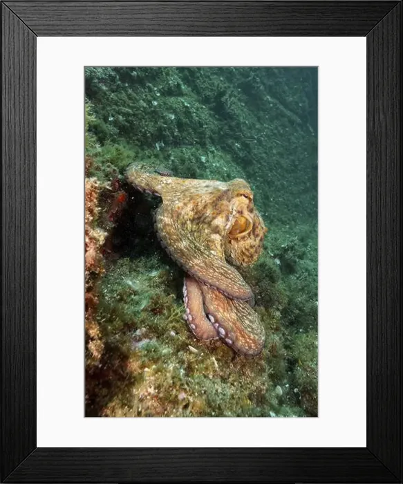 Framed Print : Octopus, Common Octopus (Octopus vulgaris) Framed Print : Octopus, Common Octopus (Octopus vulgaris)