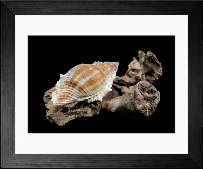 Framed Print : Close-up of a Bursa spinosa seashell displayed on textured driftwood against a black background