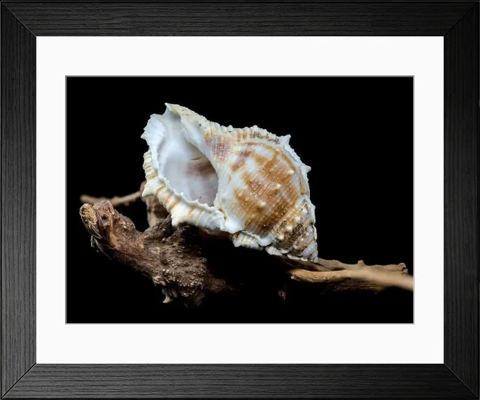 Framed Print : Close-up of a Bursa spinosa seashell displayed on textured driftwood against a black background Framed Print : Close-up of a Bursa spinosa seashell displayed on textured driftwood against a black background