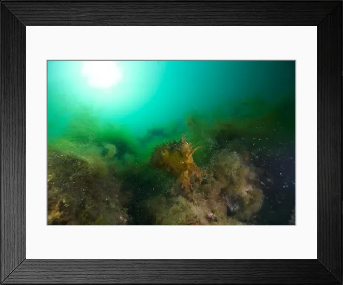 Framed Print : Marine Life of Port Philip bay, Australia Framed Print : Marine Life of Port Philip bay, Australia