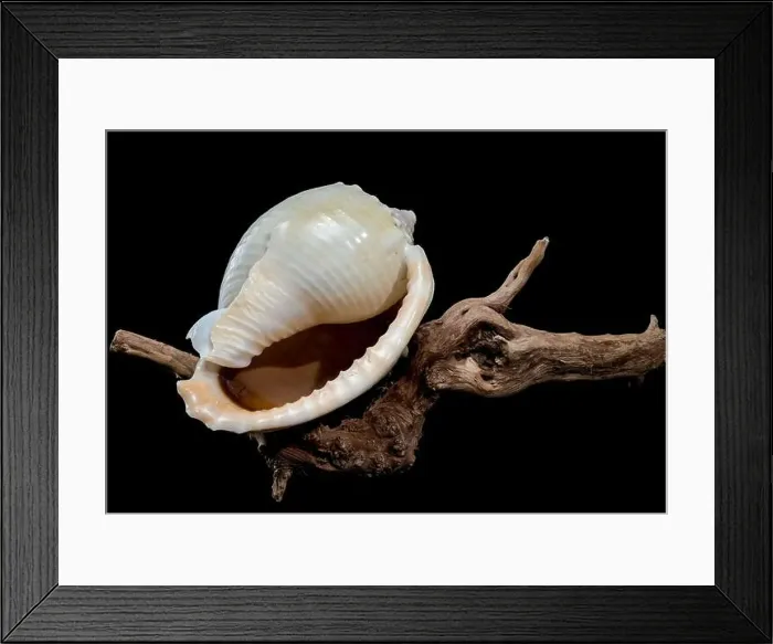 Framed Print : Close-up of a Phalium glaucum seashell placed on weathered driftwood Framed Print : Close-up of a Phalium glaucum seashell placed on weathered driftwood