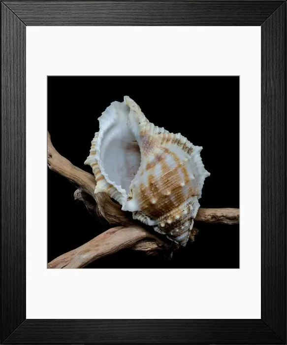 Framed Print : Close-up of a Bursa spinosa seashell displayed on textured driftwood against a black background Framed Print : Close-up of a Bursa spinosa seashell displayed on textured driftwood against a black background