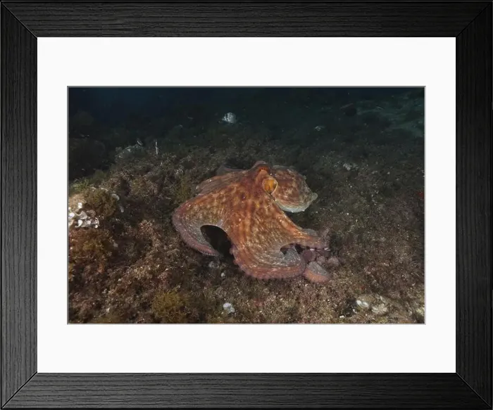 Framed Print : Octopus, Common Octopus (Octopus vulgaris) Framed Print : Octopus, Common Octopus (Octopus vulgaris)