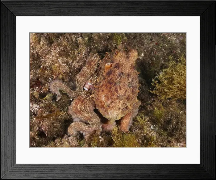 Framed Print : Octopus, Common Octopus (Octopus vulgaris) Framed Print : Octopus, Common Octopus (Octopus vulgaris)