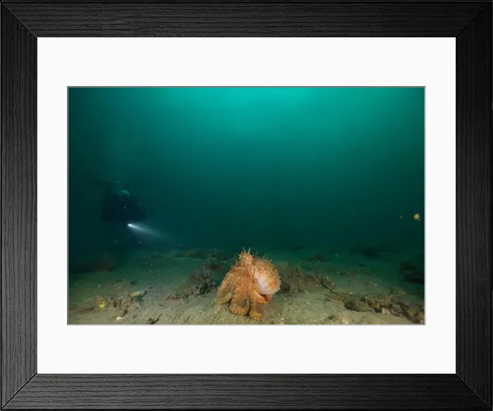Framed Print : Marine Life of Port Philip bay, Australia Framed Print : Marine Life of Port Philip bay, Australia