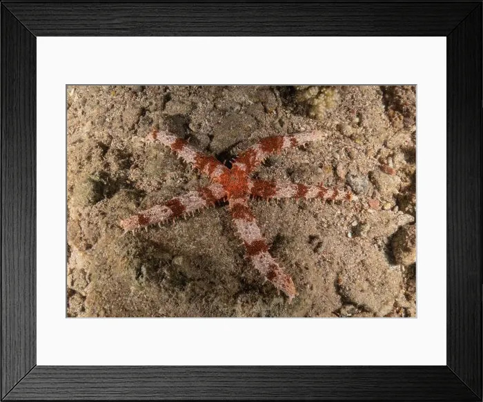 Framed Print : Starfish On the seabed in the Red Sea, Eilat Israel