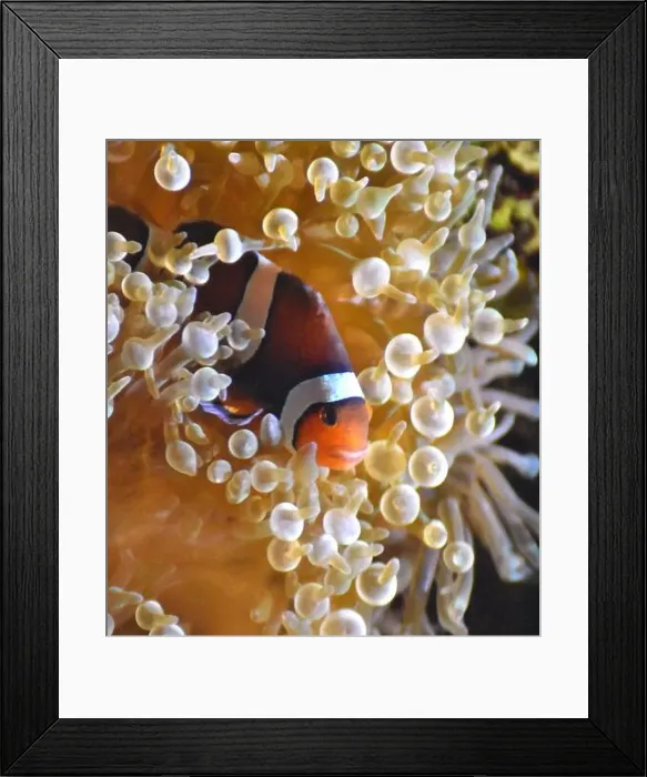 Framed Print : Clownfish, a tropical fish also known as an anemonefish, in a symbiotic relationship with a sea anemone Framed Print : Clownfish, a tropical fish also known as an anemonefish, in a symbiotic relationship with a sea anemone