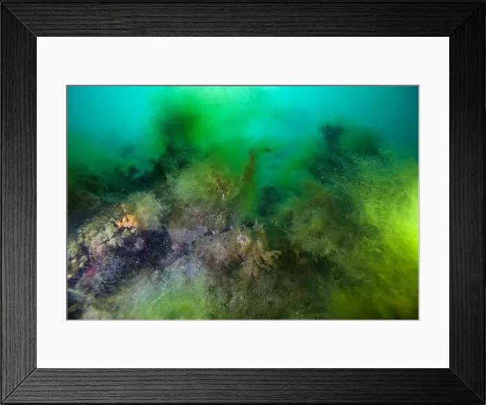 Framed Print : Marine Life of Port Philip bay, Australia Framed Print : Marine Life of Port Philip bay, Australia