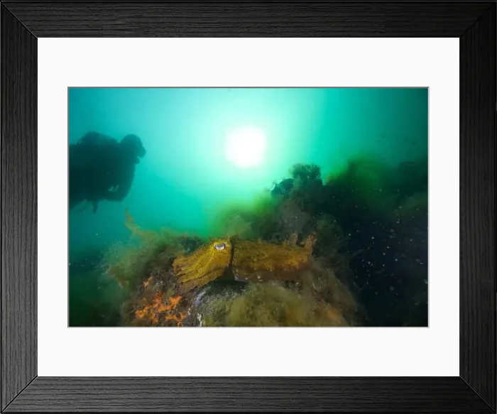 Framed Print : Marine Life of Port Philip bay, Australia Framed Print : Marine Life of Port Philip bay, Australia