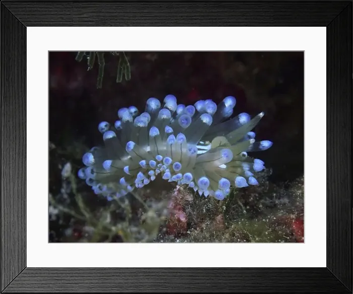 Framed Print : A bright blue Striped Thick-billed Slug (Janolus cristatus) with tentacles underwater Framed Print : A bright blue Striped Thick-billed Slug (Janolus cristatus) with tentacles underwater