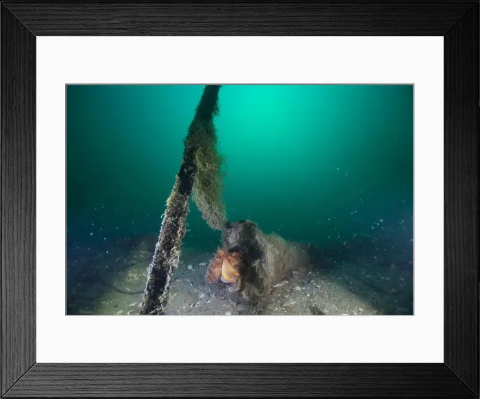 Framed Print : Marine Life of Port Philip bay, Australia Framed Print : Marine Life of Port Philip bay, Australia