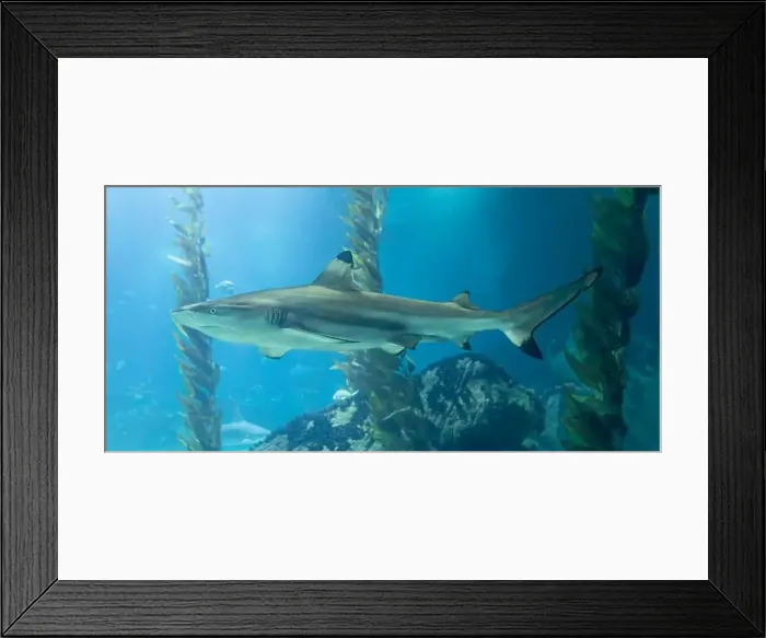 Framed Print : Close-up view of a Blacktip reef shark (Carcharhinus melanopterus) Framed Print : Close-up view of a Blacktip reef shark (Carcharhinus melanopterus)