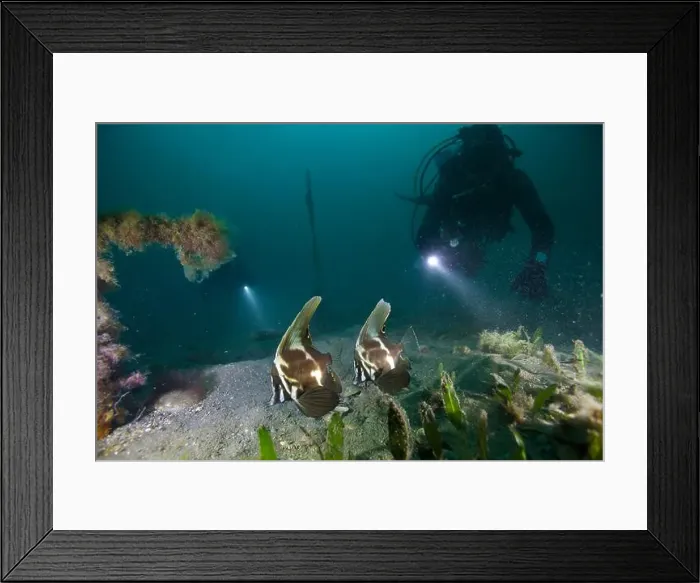 Framed Print : Marine Life of Port Philip bay, Australia Framed Print : Marine Life of Port Philip bay, Australia