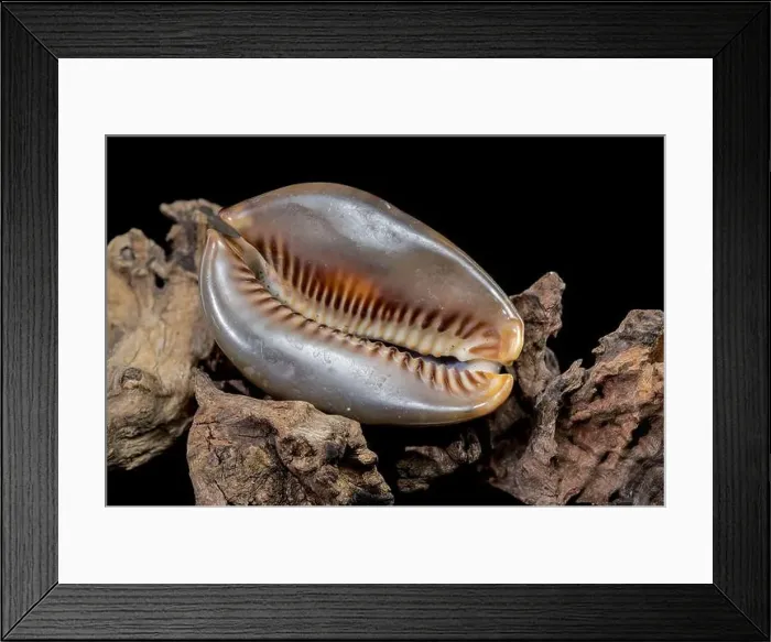 Framed Print : Close-up of a Cypraea caputserpentis seashell resting on rugged driftwood Framed Print : Close-up of a Cypraea caputserpentis seashell resting on rugged driftwood