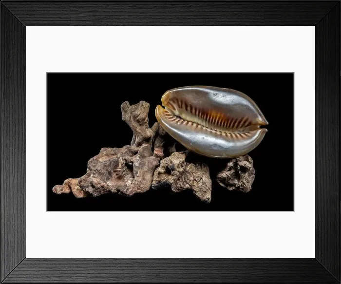 Framed Print : Close-up of a Cypraea caputserpentis seashell resting on rugged driftwood Framed Print : Close-up of a Cypraea caputserpentis seashell resting on rugged driftwood