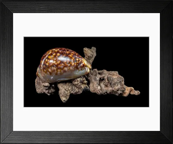 Framed Print : Close-up of a Cypraea caputserpentis seashell resting on rugged driftwood Framed Print : Close-up of a Cypraea caputserpentis seashell resting on rugged driftwood
