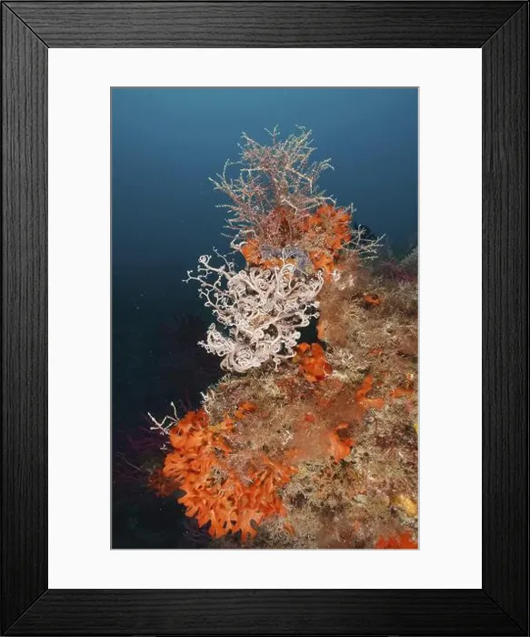 Framed Print : Colourful underwater landscape with various creatures