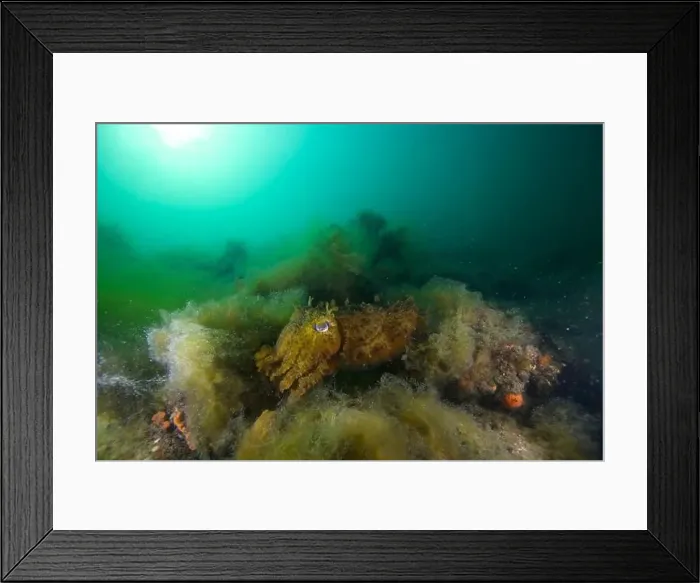 Framed Print : Marine Life of Port Philip bay, Australia Framed Print : Marine Life of Port Philip bay, Australia
