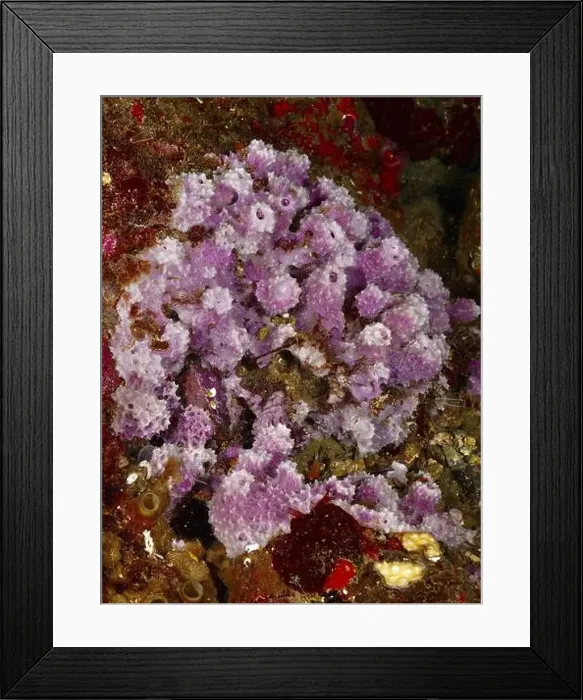 Framed Print : Purple Coarse Spiny Sponge (Dysidea avara) on an underwater rock Framed Print : Purple Coarse Spiny Sponge (Dysidea avara) on an underwater rock