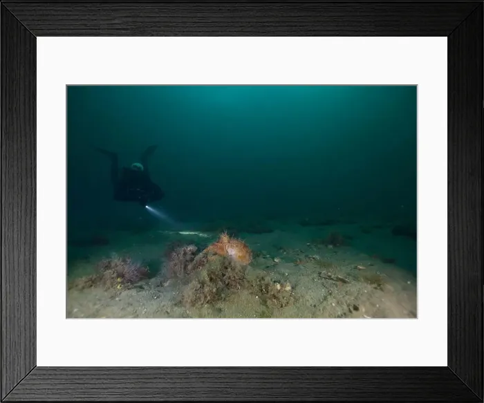 Framed Print : Marine Life of Port Philip bay, Australia