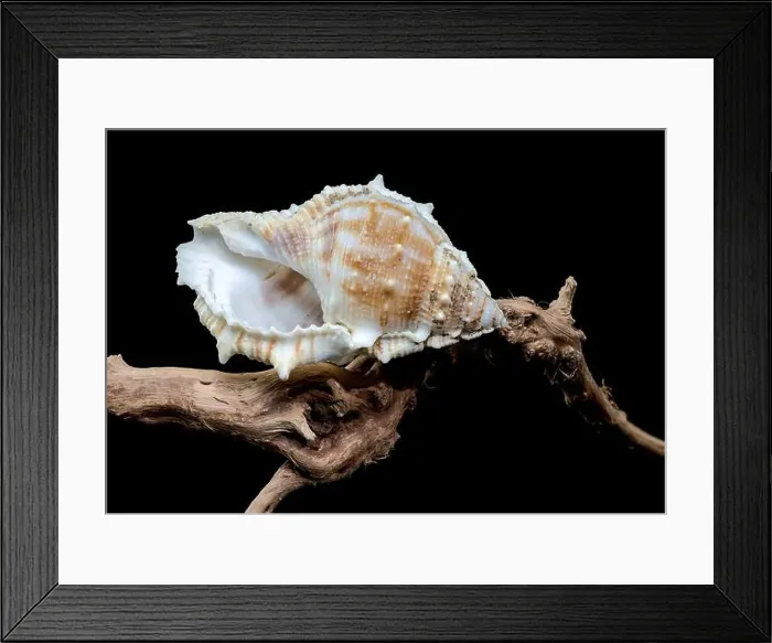Framed Print : Close-up of a Bursa spinosa seashell displayed on textured driftwood against a black background Framed Print : Close-up of a Bursa spinosa seashell displayed on textured driftwood against a black background