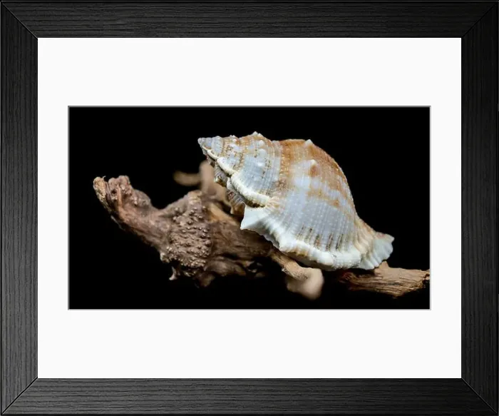 Framed Print : Close-up of a Bursa spinosa seashell displayed on textured driftwood against a black background Framed Print : Close-up of a Bursa spinosa seashell displayed on textured driftwood against a black background