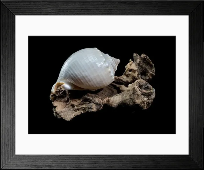 Framed Print : Close-up of a Phalium glaucum seashell placed on weathered driftwood Framed Print : Close-up of a Phalium glaucum seashell placed on weathered driftwood