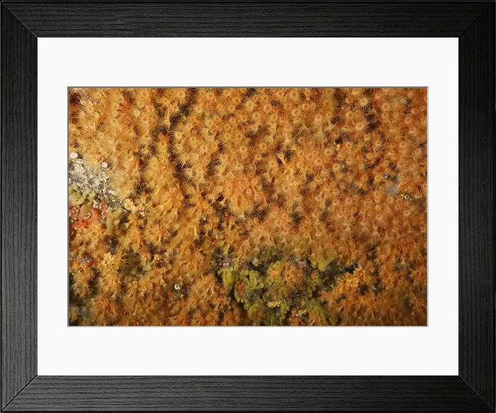 Framed Print : Dense orange-coloured tissue of Yellow cluster anemone (Parazoanthus axinellae) covering an underwater surface Framed Print : Dense orange-coloured tissue of Yellow cluster anemone (Parazoanthus axinellae) covering an underwater surface