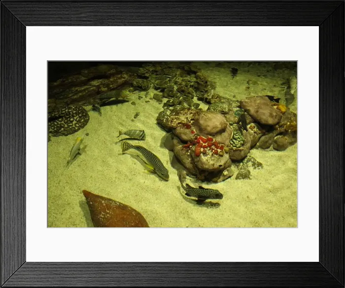Framed Print : Plectorhinchus lineatus swim in an aquarium with a sandy bottom