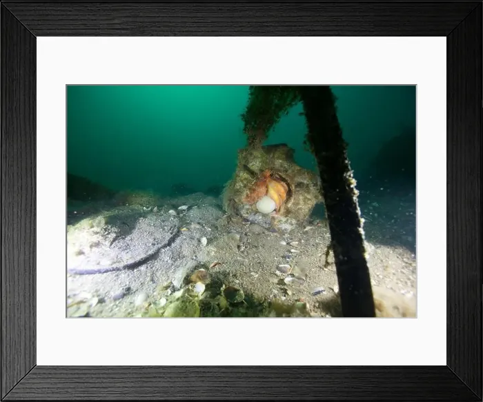 Framed Print : Marine Life of Port Philip bay, Australia Framed Print : Marine Life of Port Philip bay, Australia