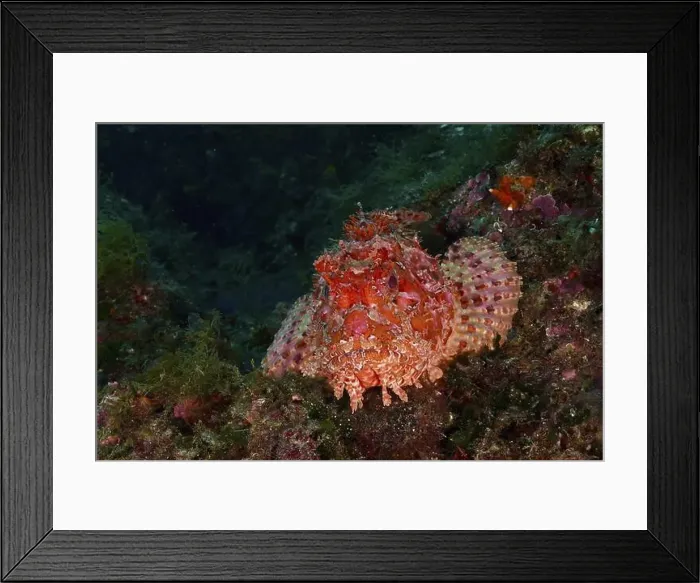 Framed Print : Portrait of red scorpionfish (Scorpaena scrofa) with distinct patterns on the seabed Framed Print : Portrait of red scorpionfish (Scorpaena scrofa) with distinct patterns on the seabed