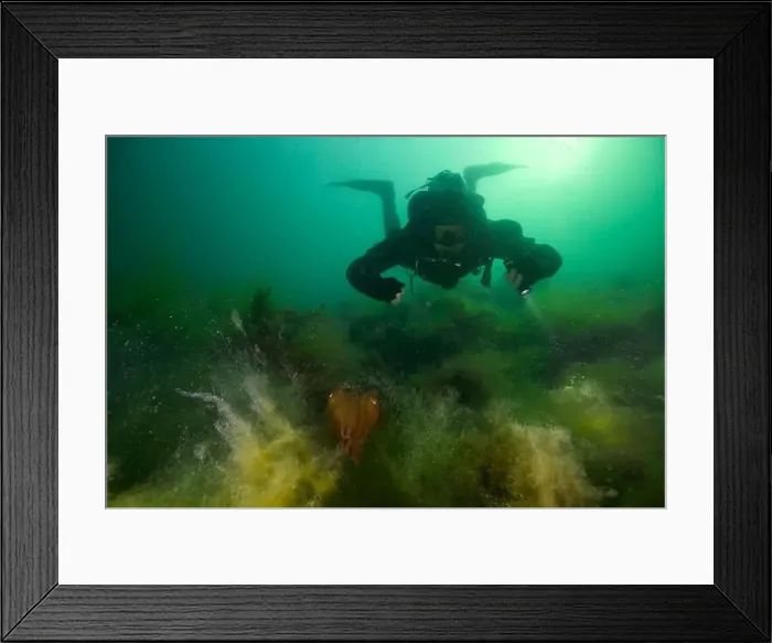 Framed Print : Marine Life of Port Philip bay, Australia Framed Print : Marine Life of Port Philip bay, Australia
