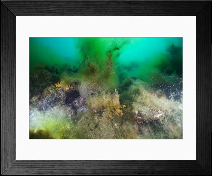 Framed Print : Marine Life of Port Philip bay, Australia Framed Print : Marine Life of Port Philip bay, Australia