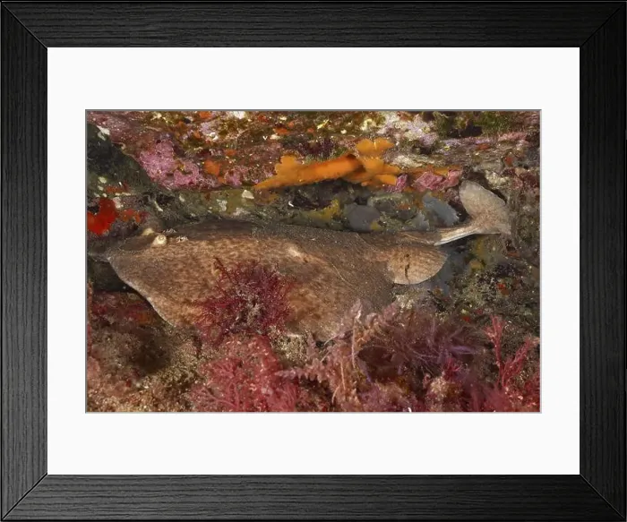 Framed Print : Marble electric ray (Torpedo marmorata) lies on the seabed between stones and plants