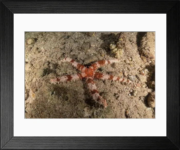 Framed Print : Starfish On the seabed in the Red Sea, Eilat Israel Framed Print : Starfish On the seabed in the Red Sea, Eilat Israel