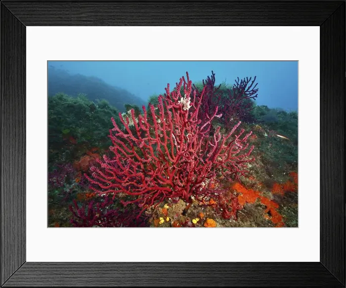 Framed Print : Vibrant red Violescent sea-whip (Paramuricea clavata) Framed Print : Vibrant red Violescent sea-whip (Paramuricea clavata)