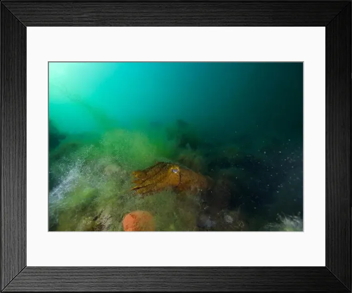 Framed Print : Marine Life of Port Philip bay, Australia Framed Print : Marine Life of Port Philip bay, Australia