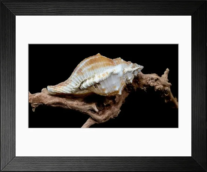Framed Print : Close-up of a Bursa spinosa seashell displayed on textured driftwood against a black background Framed Print : Close-up of a Bursa spinosa seashell displayed on textured driftwood against a black background