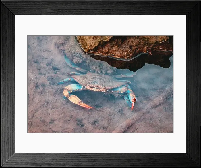 Framed Print : Atlantic blue crab moving in shallow water with rocks in the background Framed Print : Atlantic blue crab moving in shallow water with rocks in the background